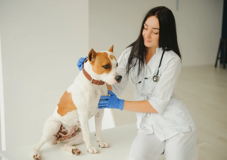 Ksülitoolimürgistus koeral - miks üks näts võib olla eluohtlik?