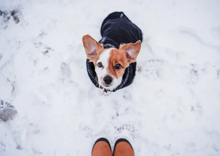 Nii kaitsed oma lemmiklooma külmakraadide eest