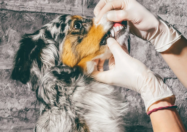 Koera ja kassi hammaste hooldamine kodus – kuidas puhastada lemmiku hambaid õigesti