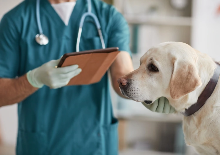 Rotimürgi mürgistus koeral või kassil