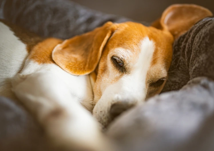 Koera cherry eye ehk kirss-silm