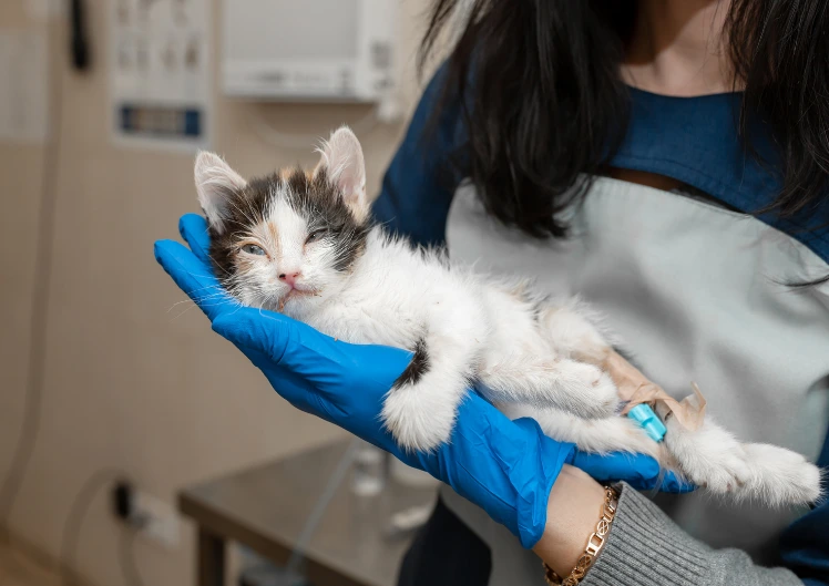 Kasside herpesviirus: sümptomid, diagnoos ja ravi