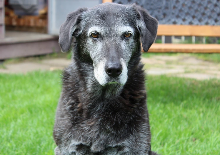 Nii hoiate oma eaka lemmiklooma liigesed korras 