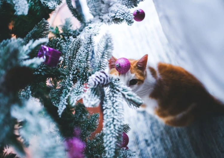 Ohutud jõulud lemmikutele