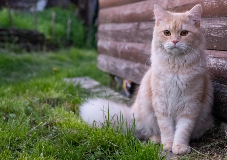 Kasside sagedasem südamehaigus - hüpertroofiline kardiomüopaatia (HCM)