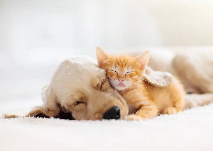 Ternespiim ja soolestiku heaolu