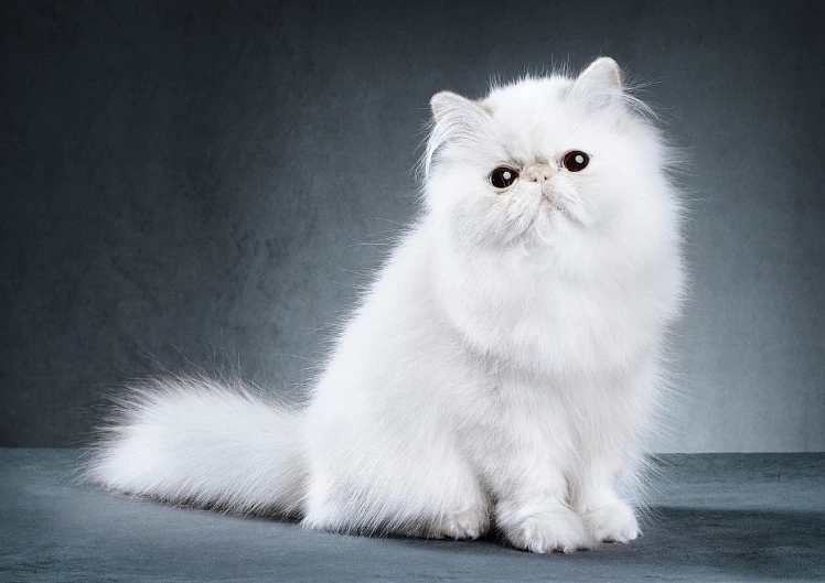 Sarvkesta sekvester pärslastel ja sarnastel kassitõugudel