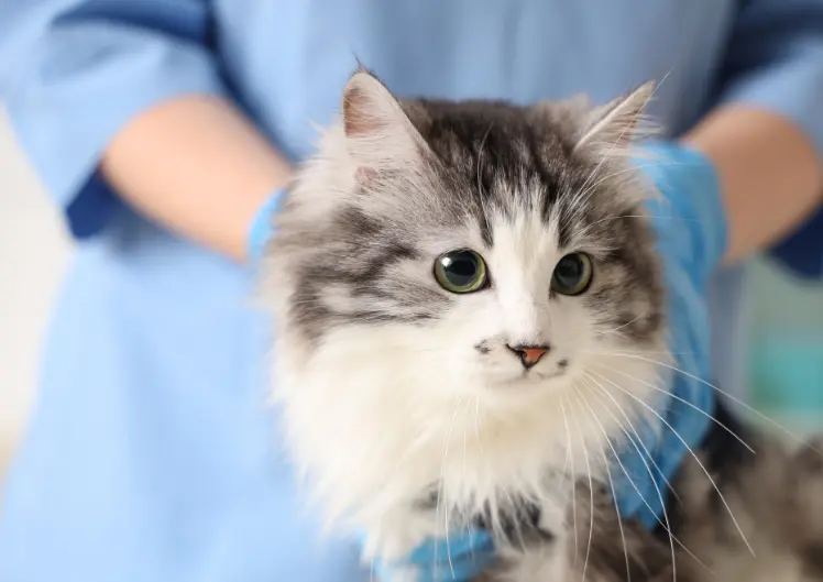 Kühm kassil - millal peaks muretsema?