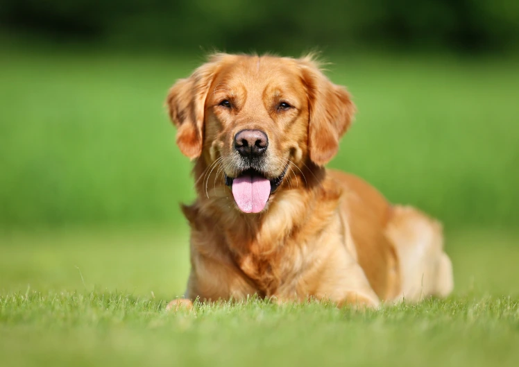 Koera naha ja karva olulised ülesanded