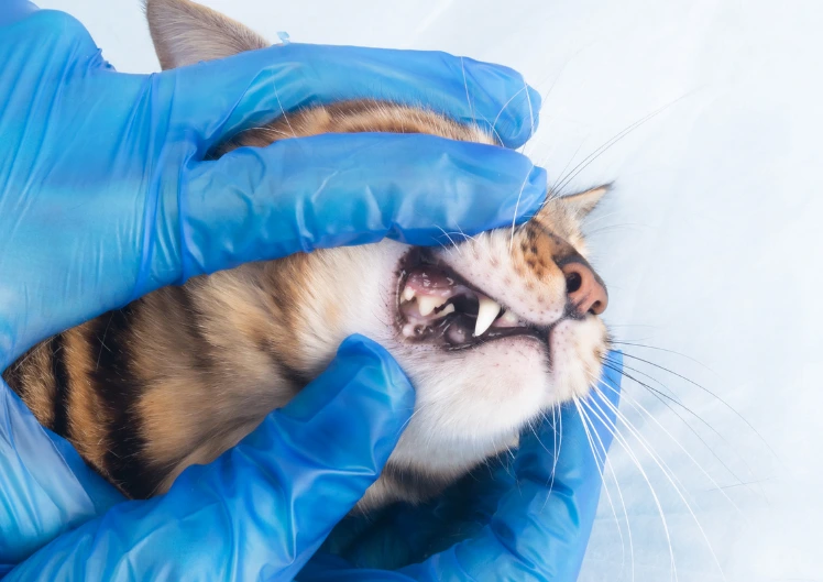 Kuidas saab lemmikloom hakkama ilma hammasteta?