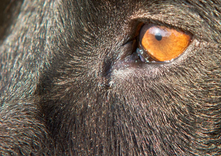 Punetav silm kassil või koeral