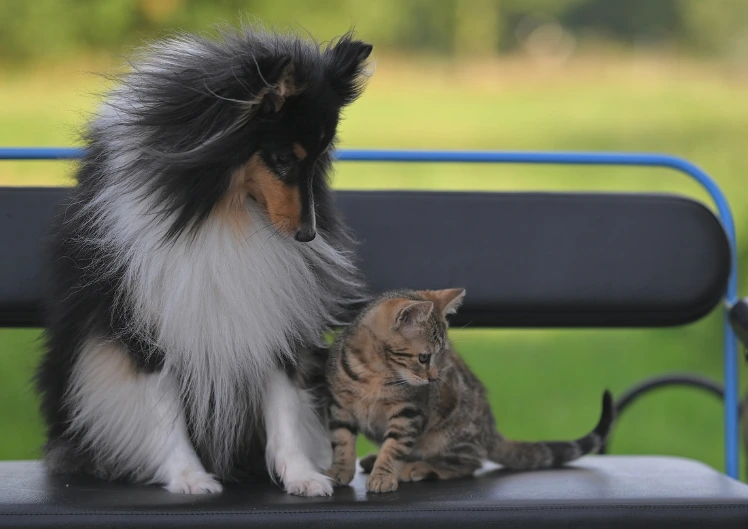 Resistentsed bakterid koertel ja kassidel – ESBL, MRSP ja MRSA