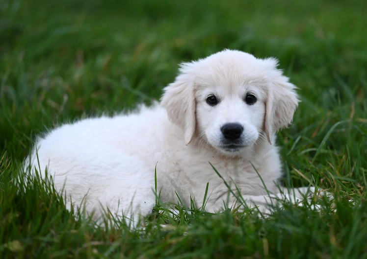 Kutsika nahaprobleemid