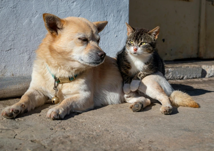 Vähk kassil või koeral