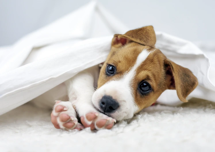 Kucēnu ādas problēmas 