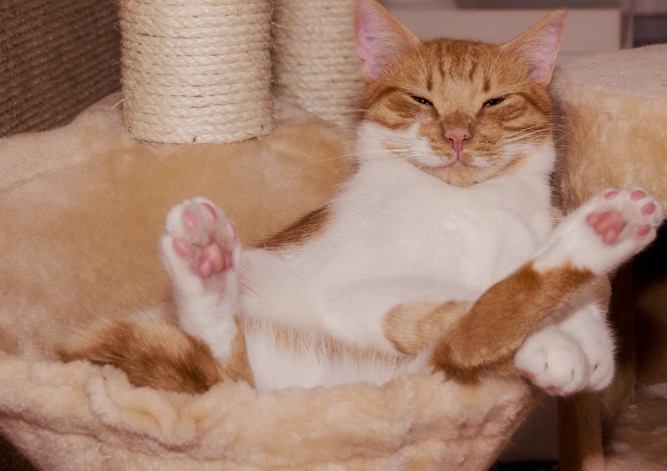 Kasside diabeet: sümptomid, ravi ja ennetamine