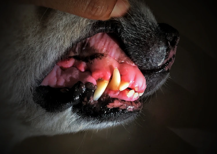 Kas eaka lemmiklooma hambaid tasub ravida?