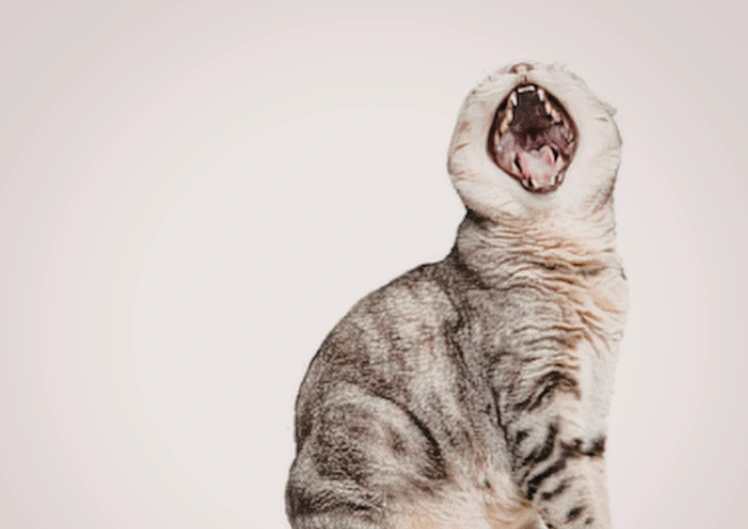 Vai vecākiem mīluļiem ir jāārstē zobi?